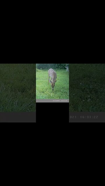 Deer 🦌closeup👀GORGEOUS #cute #funny #animal #nature #wildlife #trailcam #farm #homestead #beautiful