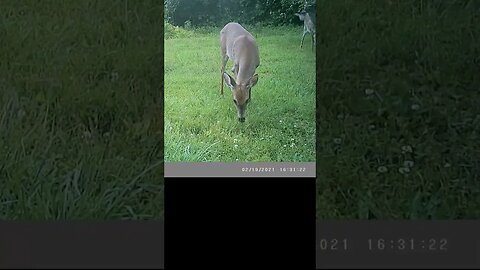 Deer 🦌closeup👀GORGEOUS #cute #funny #animal #nature #wildlife #trailcam #farm #homestead #beautiful