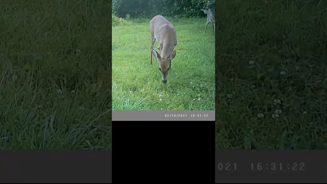 Deer 🦌closeup👀GORGEOUS #cute #funny #animal #nature #wildlife #trailcam #farm #homestead #beautiful