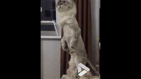 Cat stands like a Meerkat || Viral Video UK