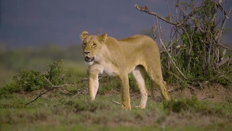 Lioness Walking Towards Camera