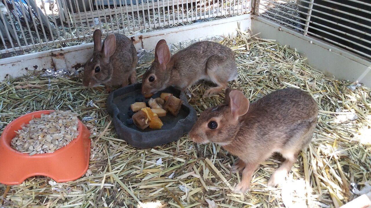 Last Supper/Goodbye Treats & Release Day for Baby Bunnies