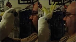 Conheça a cacatua que rosna como um cão!