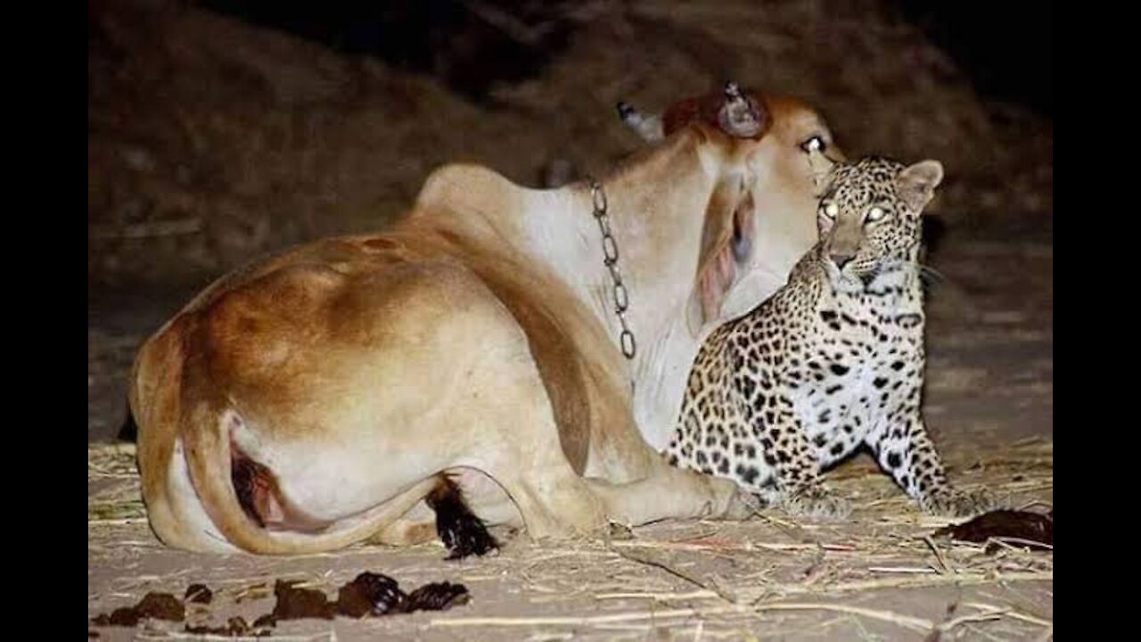 The leopard visits this cow at night. You’ll be surprised to learn why!