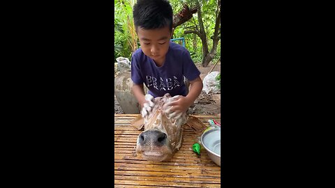 Junior Chef Cooking Cow's Head