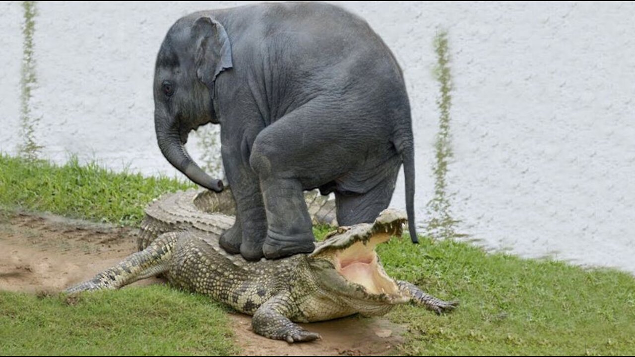 Elephant Save From Crocodile