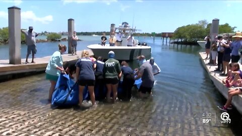 Injured manatee released in Boynton Beach