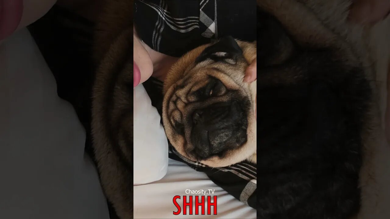 🤫 #SHHH - Woman Slumbers in Bed with Pug by Her Side, Peaceful Dreams Unfold 💤