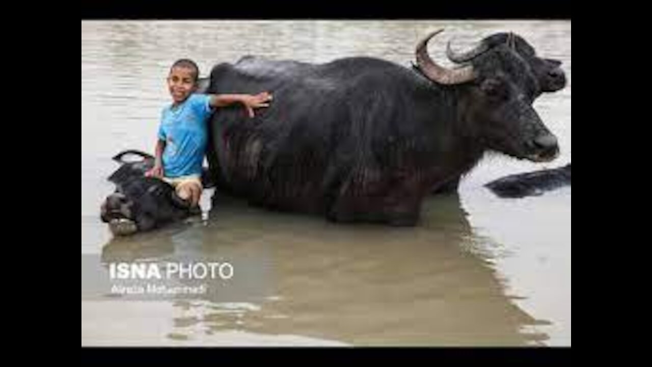 Floating buffalo