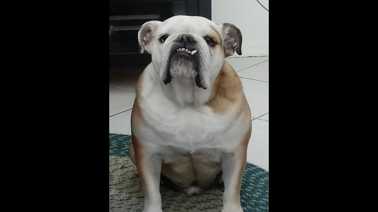 English Bulldog loves to sleep!