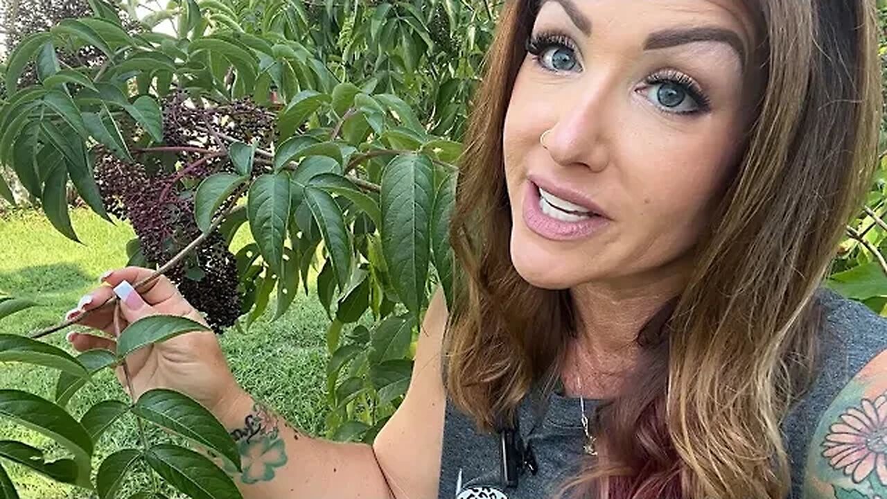 Elderberries! How To Harvest & Process This Natural Medicine