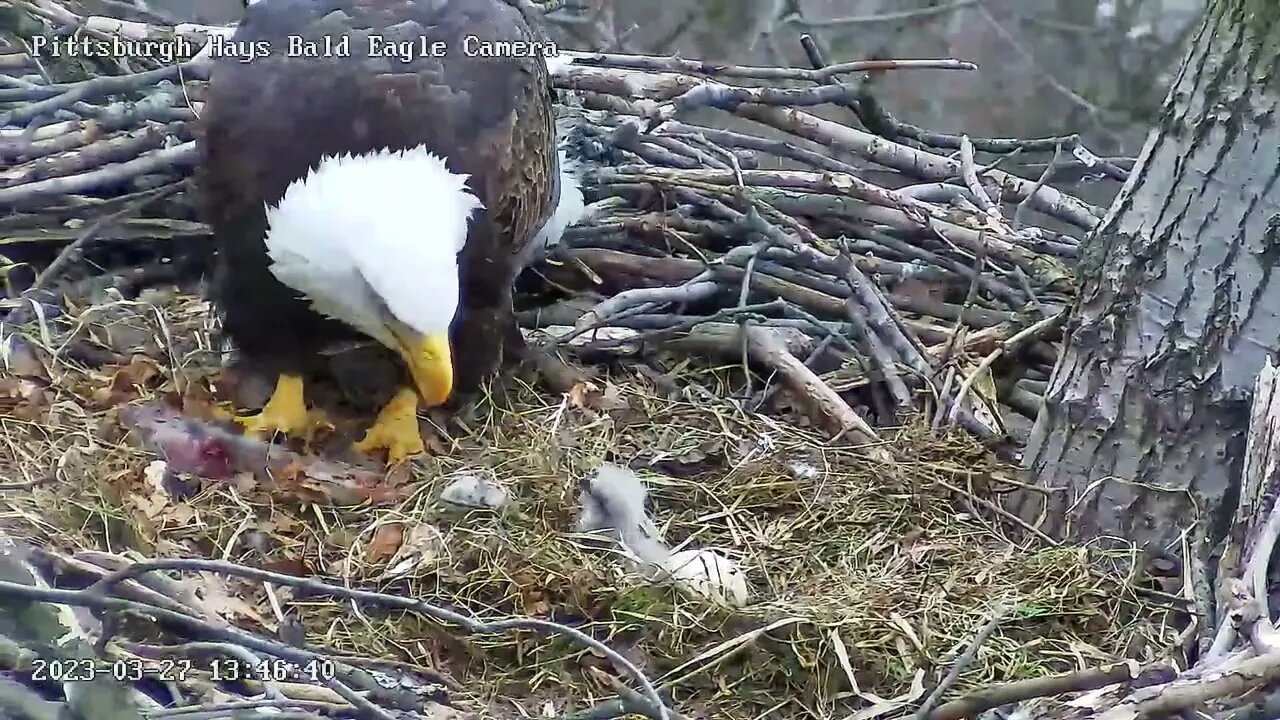 Hays Eagles Egg 2 plays Flip the Flap ! 32723 13:46:14