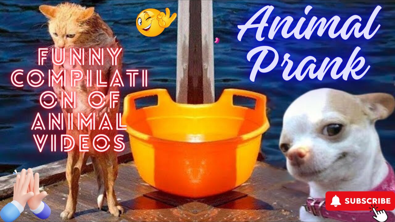 Animal Prank_ Funny Compilation of Animal Videos