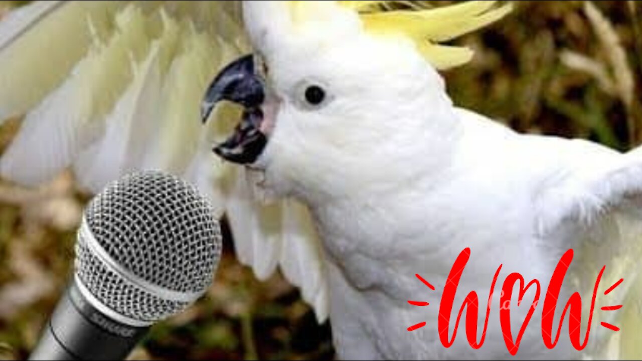 Funny animals moments 2021
