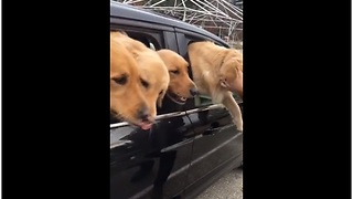 Small car packed with 4 Golden Retrievers