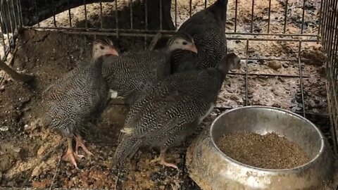 George the bravest guinea fowl keet 💕