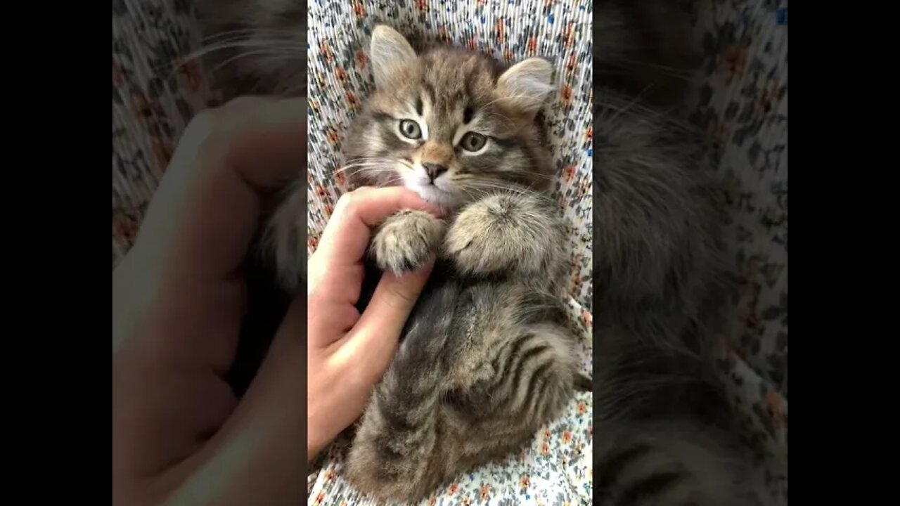 cute pet videos