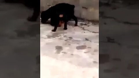 Rottweiler puppies #shorts #trendingshorts #viral #rottweiler