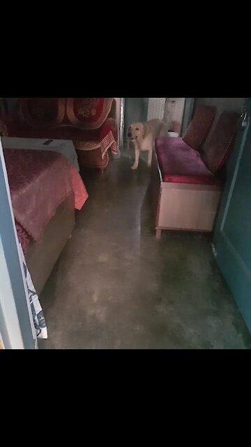 Labrador brings leash to the owner to take him out for the walk