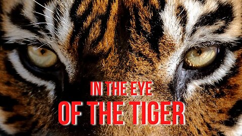 In The Eye of The Tiger - Motivation In Motion