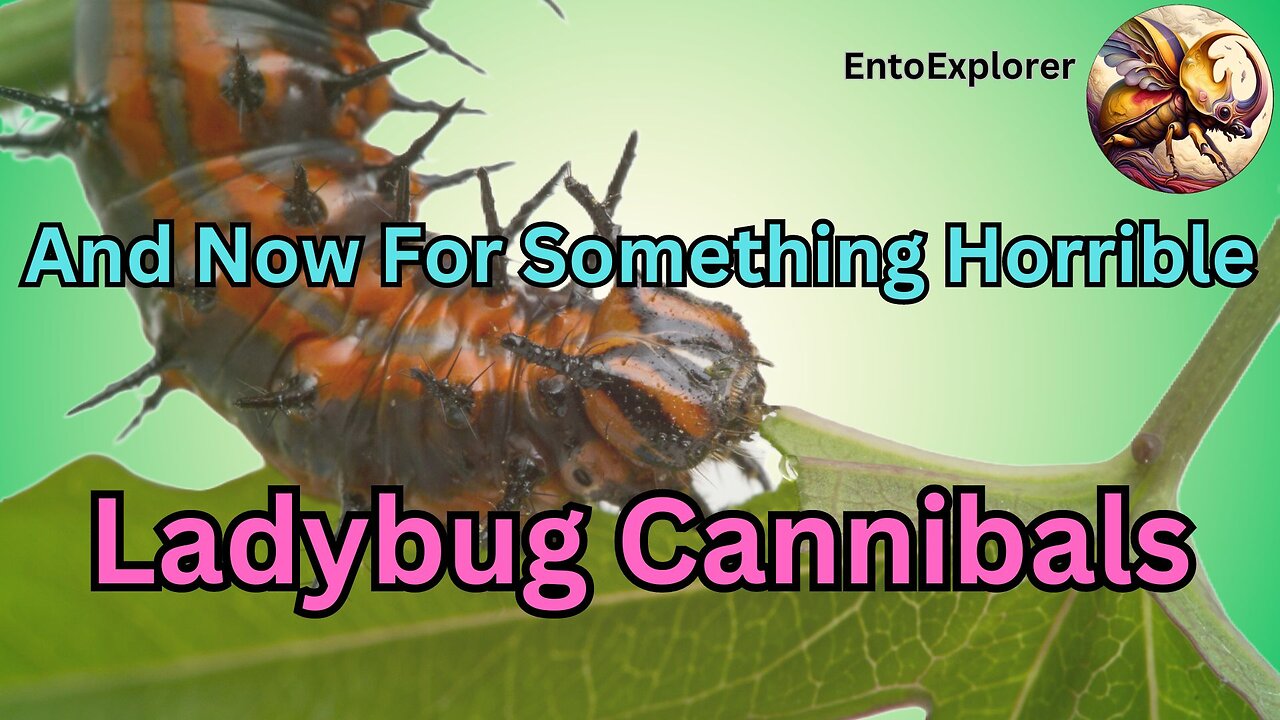 And Now For Something Horrible - Cannibalism in Insects