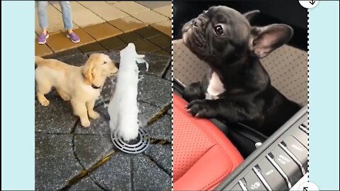 | funny dogs comedy video | cute dogs 🐕| dogs comedy video