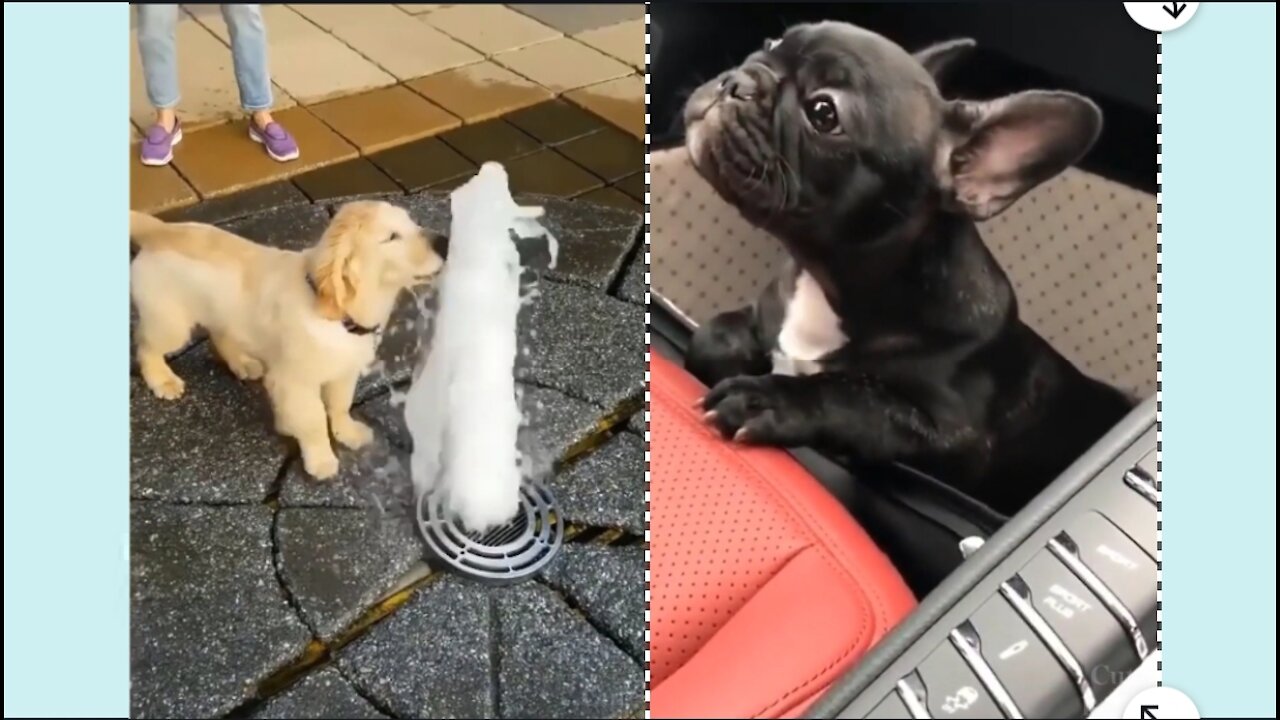 | funny dogs comedy video | cute dogs 🐕| dogs comedy video