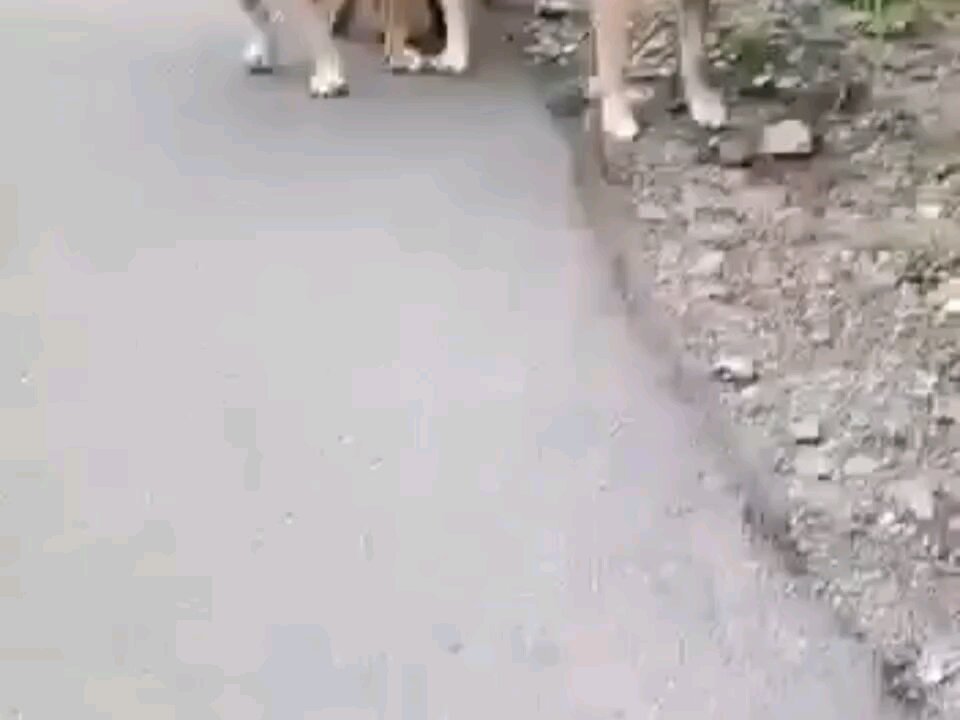 ਦੇਸੀ ਕਾਰਵਾਈ 1+2=3