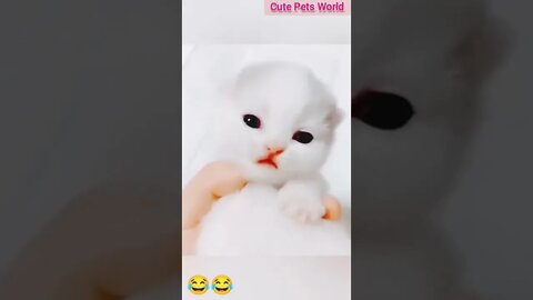 little kittens meowing and talking #funny #shorts #tiktok #babycats #allanimalsvideos #babykitten