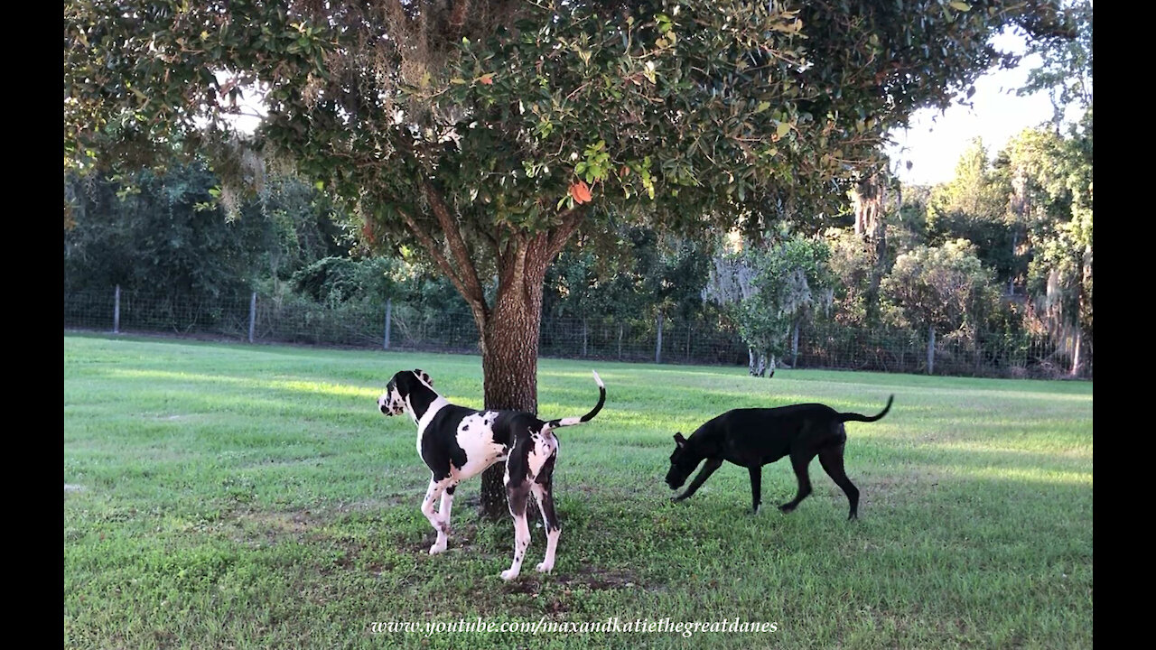 Funny Great Danes Go Sniffing After A Squirrel