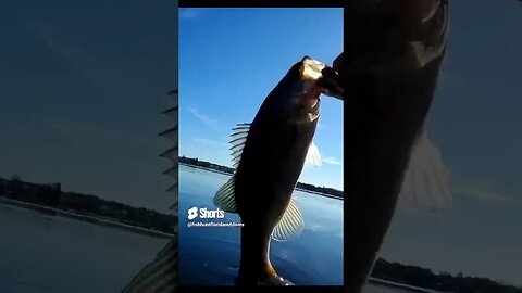 Largemouth Bass