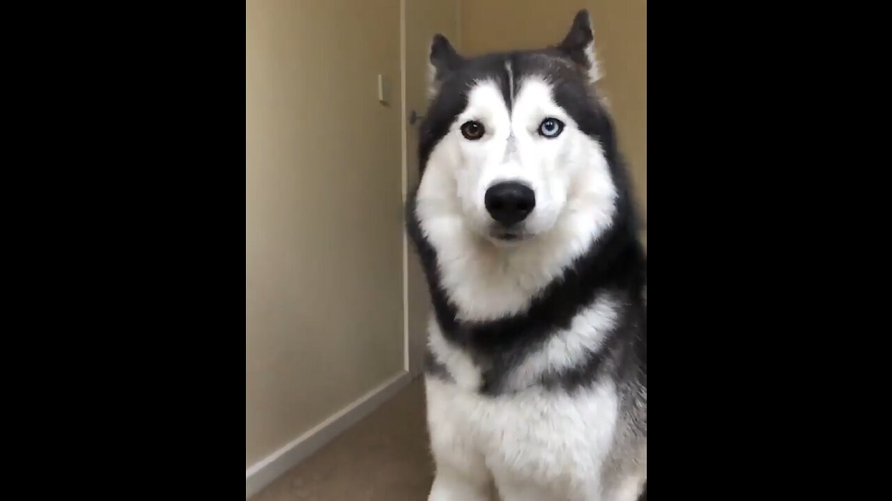 How husky catch food on the nose