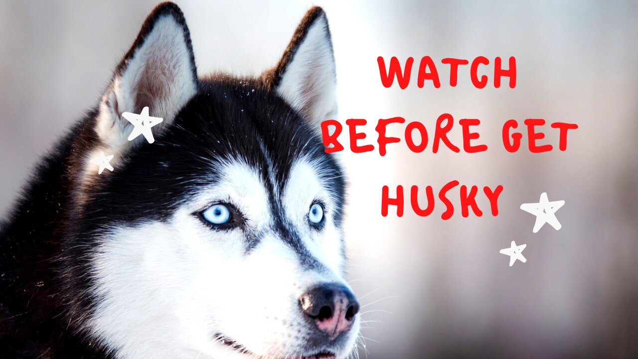 Funniest Huskey Moments - Get Ready before Join