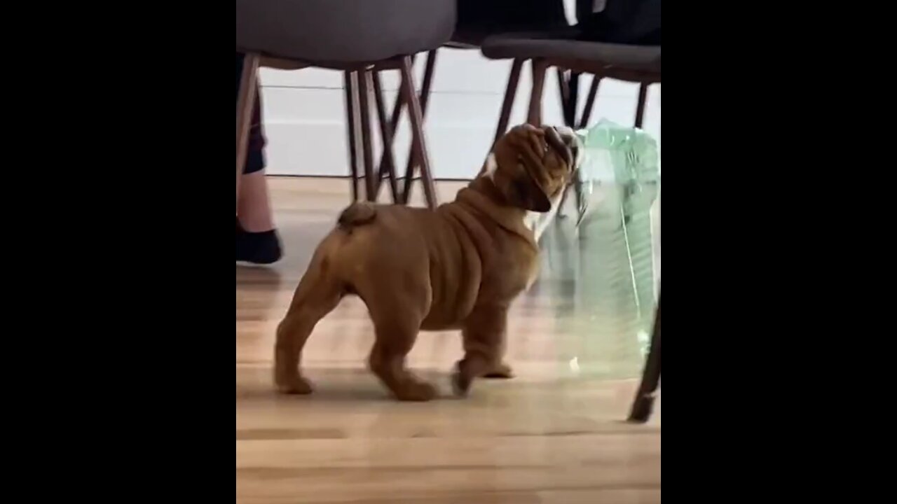 Cute french bulldog falling over