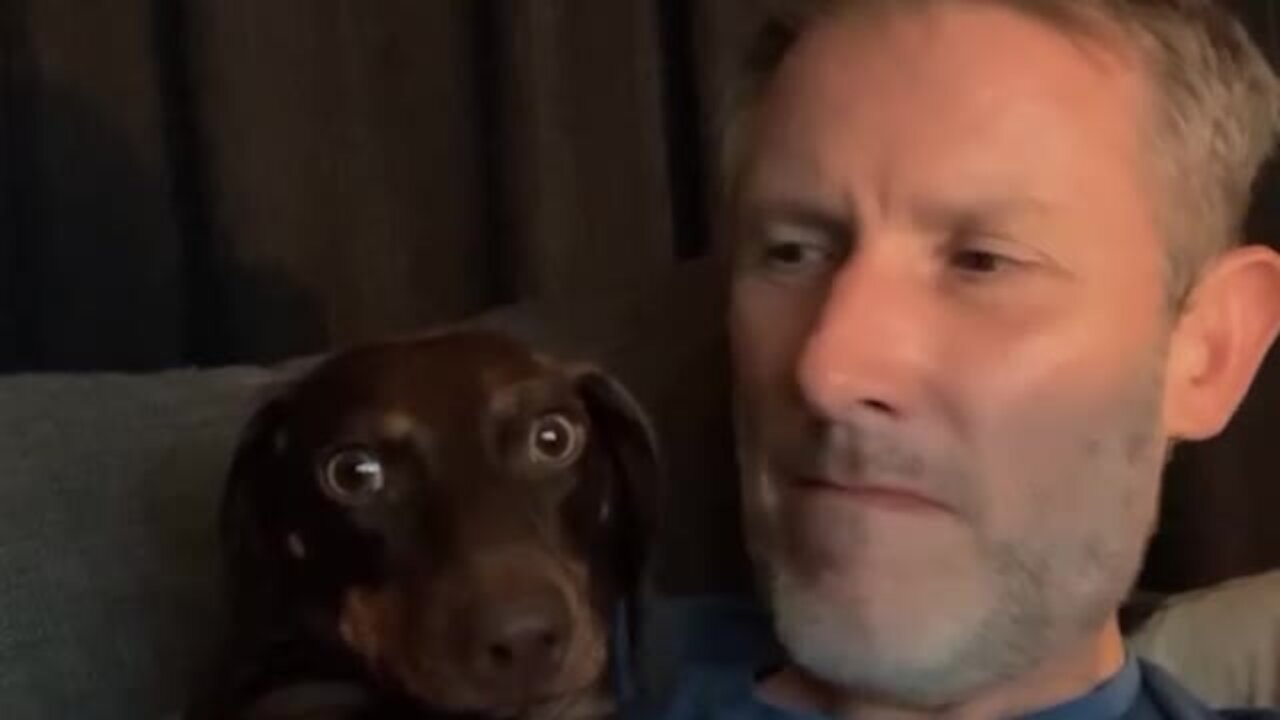 Kissing Your Dog On The Head And Recording Their Reaction