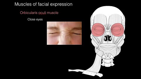 Muscles of facial expression