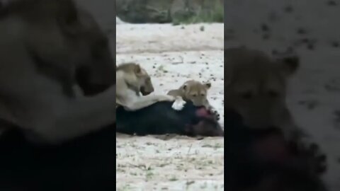 Leões pegaram o Hipopótamo #shorts