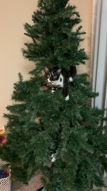 Cat celebrates Christmas in a unique way