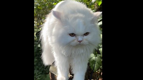 Adorable Cat Turns into a Fierce Fur Ball When Dogs Are Near