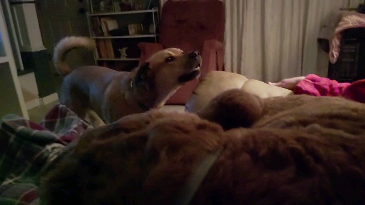 Dog tells brother to get off his spot..