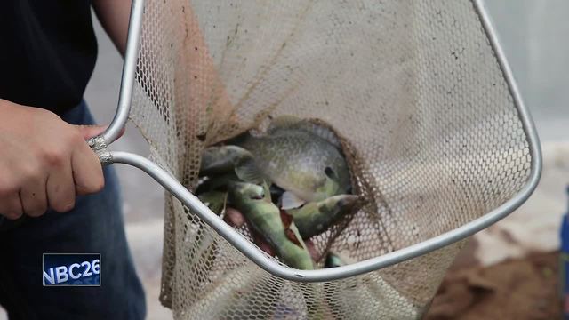 Pulaski High School students raising yellow perch for community, district