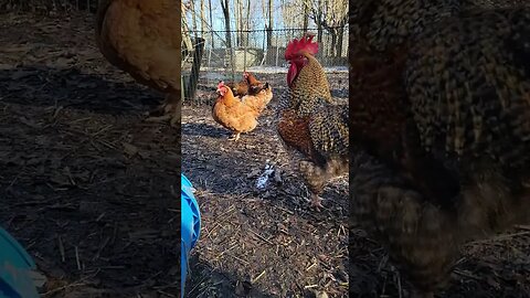 Nothin to see here.... #roosters #homesteadchickens #Brewstertherooster