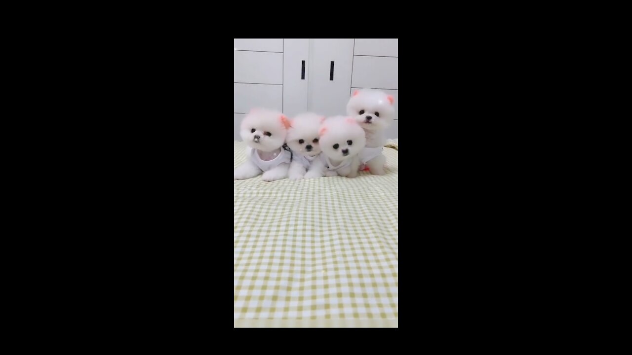 Cute funny dog