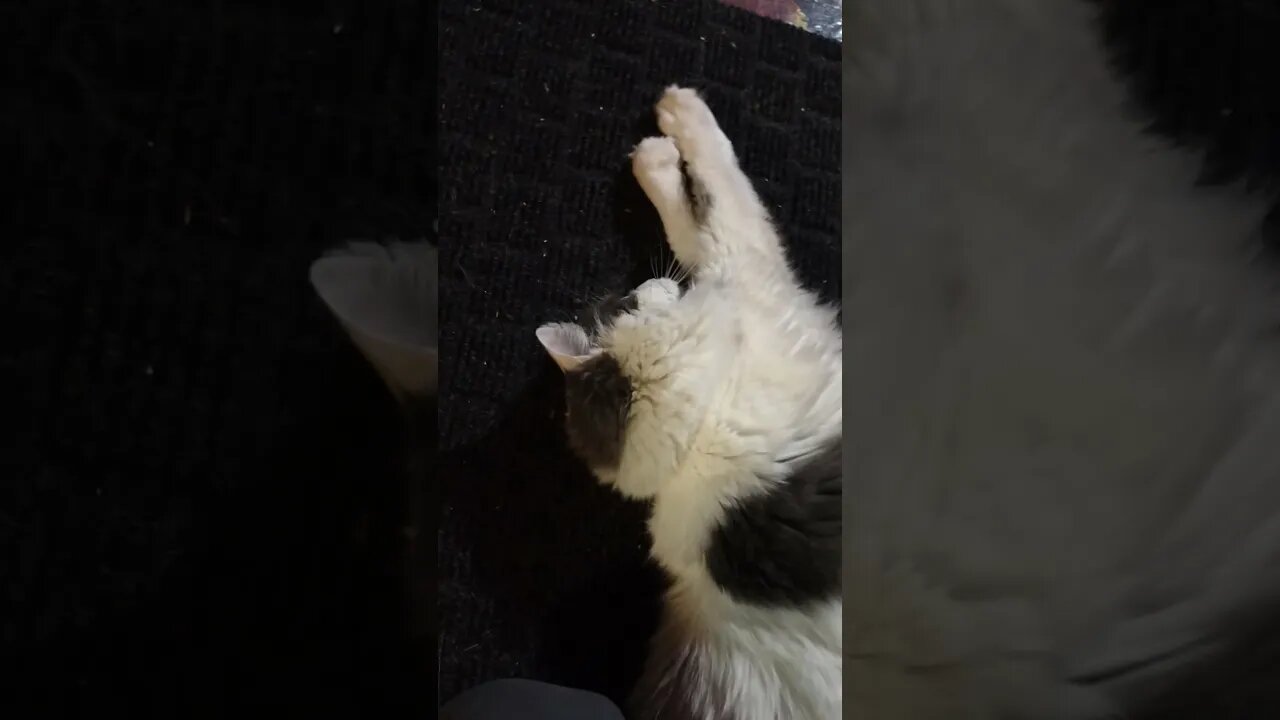 I DO SPEAK I DECLARE