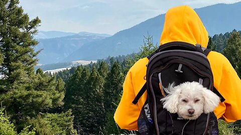 Taking my Dog Hiking in Yellowstone!
