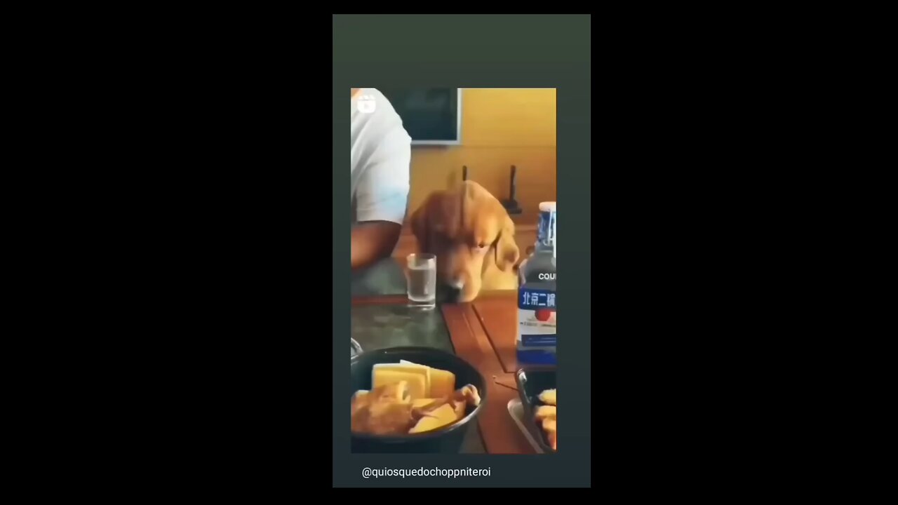 alcohol addicted dog