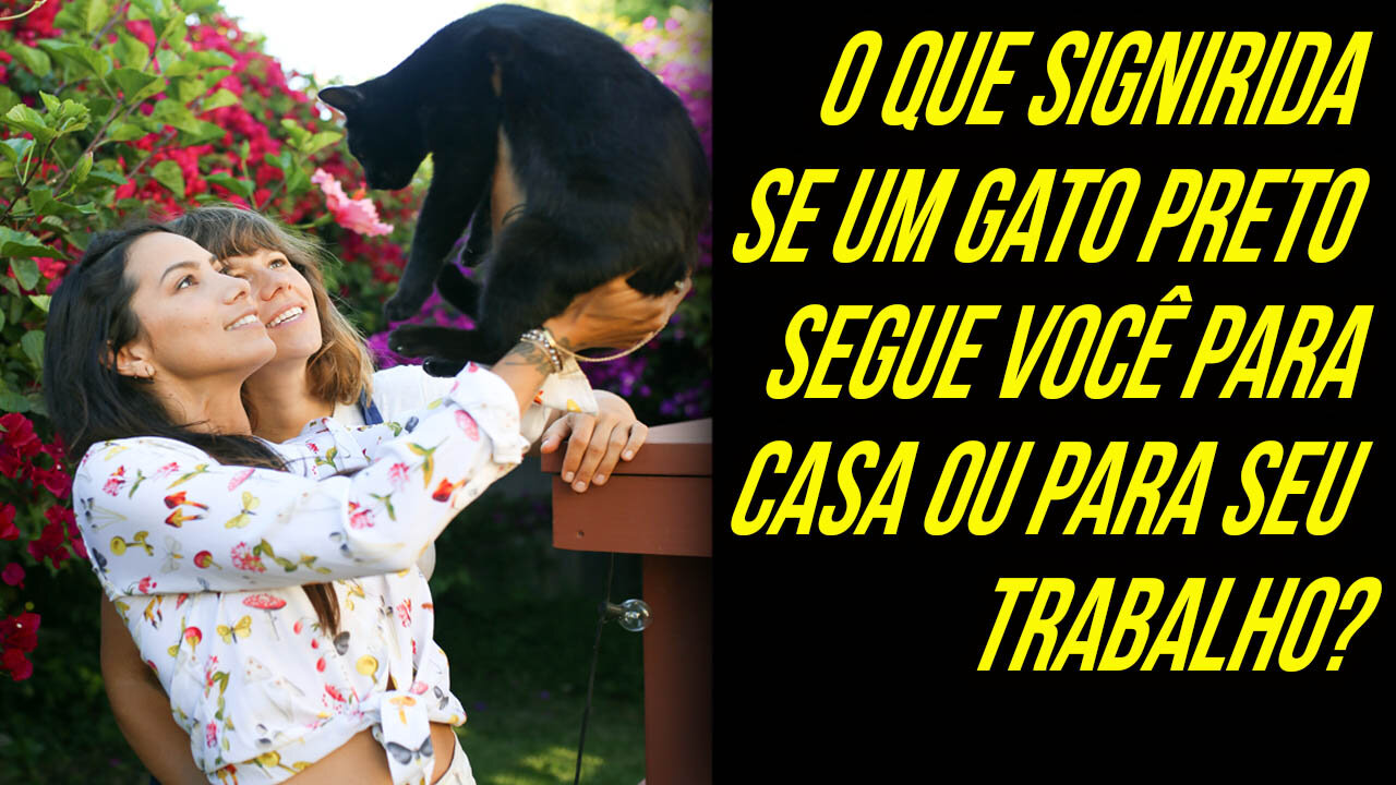 O QUE SIGNIFICA QUANDO UM GATO PRETO SEGUE VOCÊ PARA CASA OU PARA O TRABALHO?