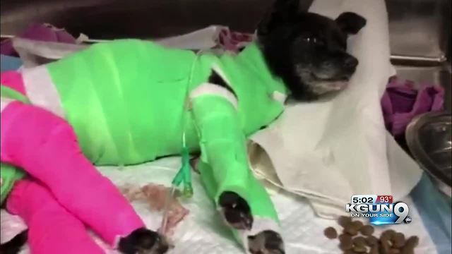 Dog dies after being set on fire earlier this month