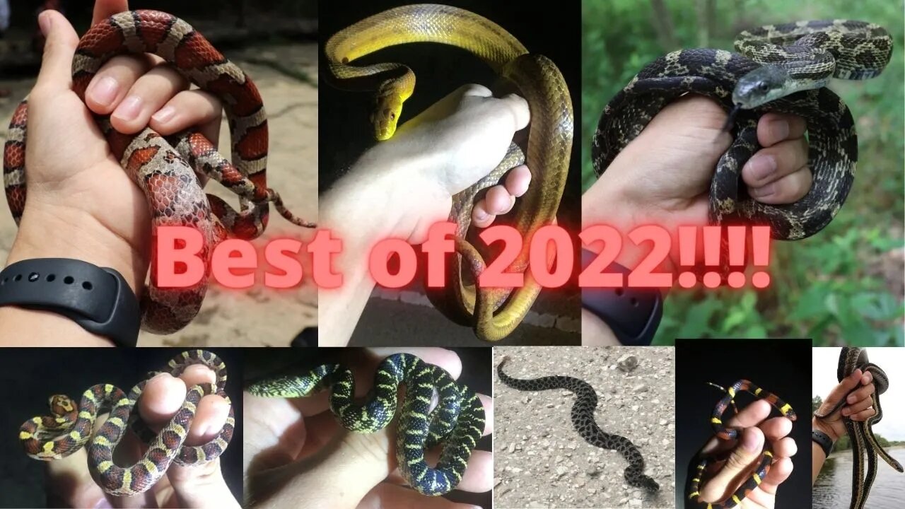 2022! A year in review! #herping