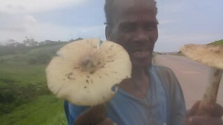 SOUTH AFRICA - Durban - Mushrooms for sale (Video) (PfS)